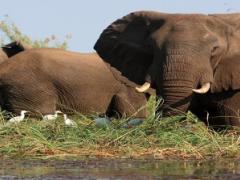 The Zambia Tourism and Arts Minister is disappointed with the depletion of wildlife in Lukusuzi National Park.