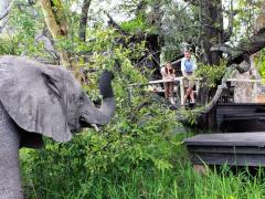 Guests at Abu Camp will be able to closely observe and interact with the Abu herd, but elephant rides will be stopped at the end of the year.