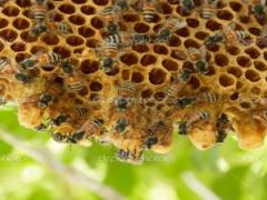 Beekeeping will be offered at a new development planned for the Okavango Delta.