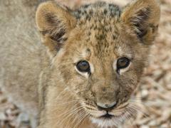 A South African Tourism campaign depicts a family sitting and playing with lion cubs will be removed from OR Tambo International Airport’s international arrivals area.