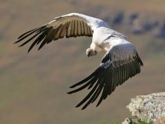 the Cape vulture is classified as endangered, with fewer than 10 000 remaining worldwide.