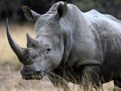 The last quarterly briefing on rhino poaching statistics from the Department of Environmental Affairs was in September 2016.