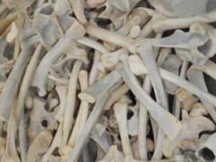 Singita, &Beyond, and Great Plains Conservation are among the safari companies that are urging government not to allow any trade in lion bones.