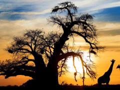 The new camps will open on a private concession, with swimming pools, curio shops and family tents.