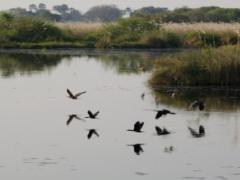 Planned irrigation projects in Namibia and Angola pose a threat to the Okavango Delta, according to a recent presentation by Research and Information Services of Namibia.