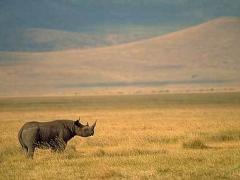 A black rhino in Laikipia, Kenya.