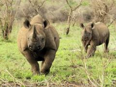 Guests can join the Rhino Monitoring Team to track White and Black rhinos.