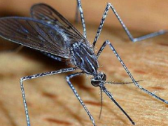 Travellers are warned of the increase of Malaria cases in Botswana and Limpopo