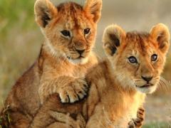 A total of 5% of survey respondents offer lion cub petting to clients.