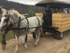 Hogs Hollow Horse Trails gives guests a unique way to experience the Plett Winelands.