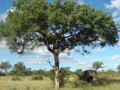 Timbavati reserve’s application to hunt a certain elephant has been approved.