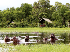 Hippos can be seen by guests from their beds at the Sable Alley camp in the Khwai Private Reserve, Botswana.