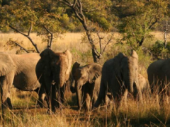 Shidzidzi Safari Home, geared to cater for multi-generational families, is located in Welgevonden Game Reserve. 