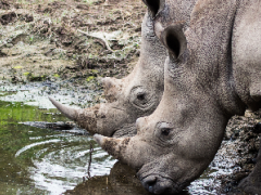 Sibuya Game Reserve and Tented Camps aims to become a sanctuary for orphaned juvenile rhino.