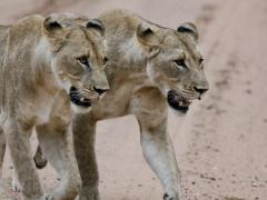 Somkhanda Game Reserve to receive first pride of wild lions.