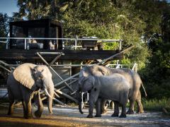 Wilderness Safaris launches new star bed.