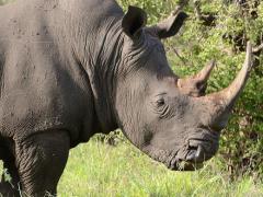 Thorntree River Lodge located on the banks of the Zambezi River opened its doors this month.