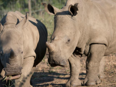 Fundimvelo Thula Thula Rhino Orphanage has closed permanently