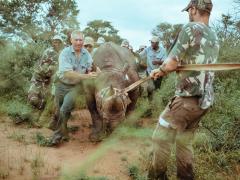 The capture team assists with navigating a tranquillised rhino towards the crate for transport.