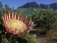 Wesgro has drafted an aligned communications plan across the Western Cape to counter negative perceptions about investing and visiting the region.