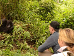 Rwanda’s permit hikes may be in response to the surge in high-end tourism development.