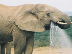Water for Elephants Trust has reopened boreholes in Botswana.