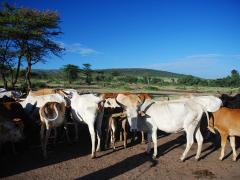 Kenya’s Tourism Cabinet Secretary is concerned over cattle grazing in the Maasai Mara.
