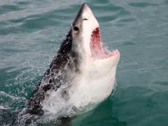 Photo credit: Marine Dynamics. The White shark tourism industry is facing a new threat.