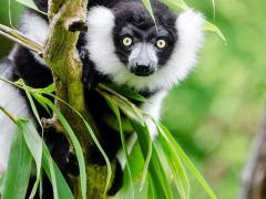 Jenman African Safaris has launched a new guided tour in north Madagascar.