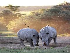 Majestic Court will open near the Khama Rhino Sanctuary in Botswana. 