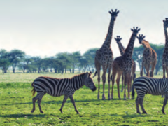 Discover Uganda 2018 was launched by Sense of Africa, allowing guests to traverse various notable regions.