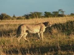 The Tourism Conservation Fund will focus on long-term, large-scale projects. 