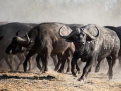 Wilderness Safaris, in-conjunction with the Calitz family, will open its Qorokwe Camp later this year, offering a diverse mix of wildlife.