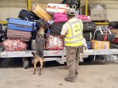 The dogs will sniff out any illegal wildlife products.