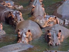 At least 42 hippos have died from anthrax in Tanzania.