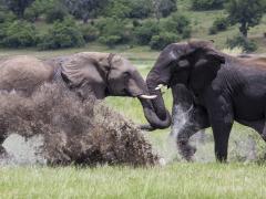 Drifters will expand its tour offering next year.