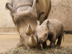 First rhino calf born in Rwanda in over a decade.