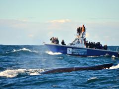 Experience an exciting boat cruise in Algoa Bay to see the largest breeding colony of African penguins in the world.