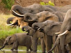 Poachers in Namibia will face hefty fines, jail time or both.