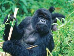 The $600 rate for gorilla permits will apply throughout the year in Uganda.