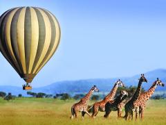 Visitors to the Serengeti can watch the migration from above from December to March.