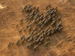 Previous surveys showed a drastic decline in elephants in the Selous Game Reserve. 