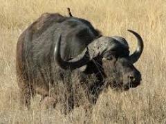 R183m North West game donation undermines transformation