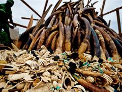 Tourism will feel the effects of illegal wildlife trade. 