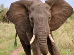 Two foreign tourists killed by a stray elephant, awaken the tourism industry.