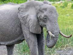 Reversal of ban on importation of elephant trophies halted by President Trump.