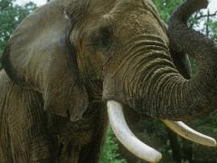 Trump administration lifts hunting trophy ban resulting in public outrage.