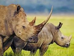 The EU has committed to fund millions of dollars to combat illegal wildlife poaching in Kenya.
