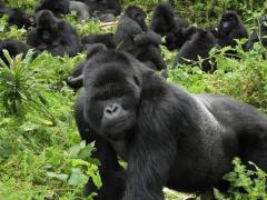 A guide to gorilla trekking in Uganda and Rwanda.