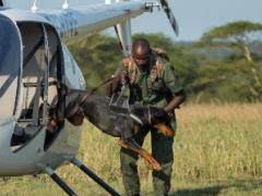Dogs are being used to fight wildlife crime.